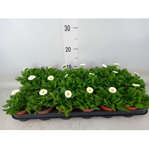 Bellis perennis 'Rusher White'