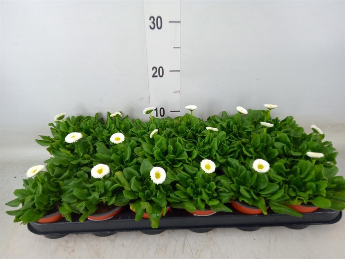 <h4>Bellis perennis 'Rusher White'</h4>