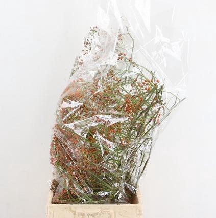 <h4>ROSA CORALLO ORANGE EXTRA 080CM</h4>