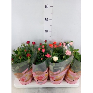 Rosa  'Favourite Roses'   ...mix 5