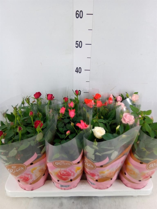 <h4>Rosa  'Favourite Roses'   ...mix 5</h4>