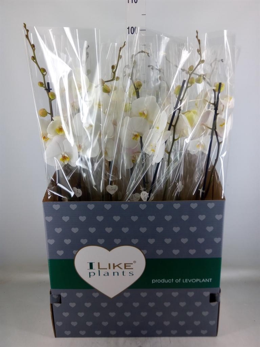 <h4>Phalaenopsis   ...white</h4>