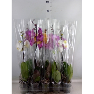 Phalaenopsis   ...mix  5