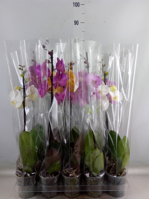 <h4>Phalaenopsis   ...mix  5</h4>