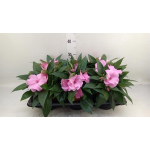 Impatiens NG 'ColPow Deep Pink'