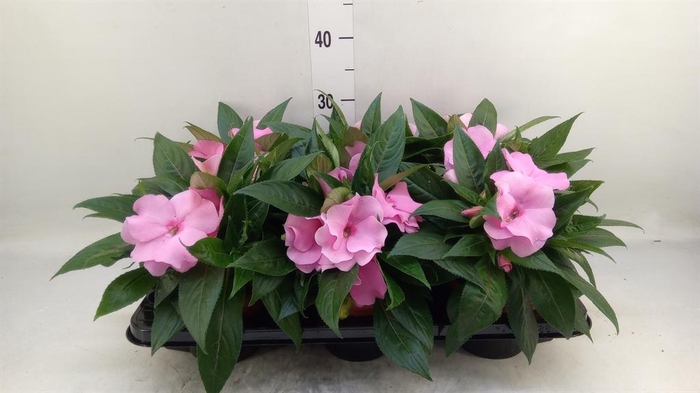 <h4>Impatiens NG 'ColPow Deep Pink'</h4>
