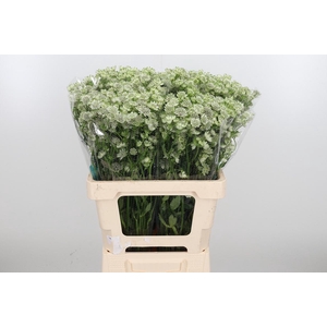 Astrantia Wit Billion Stars