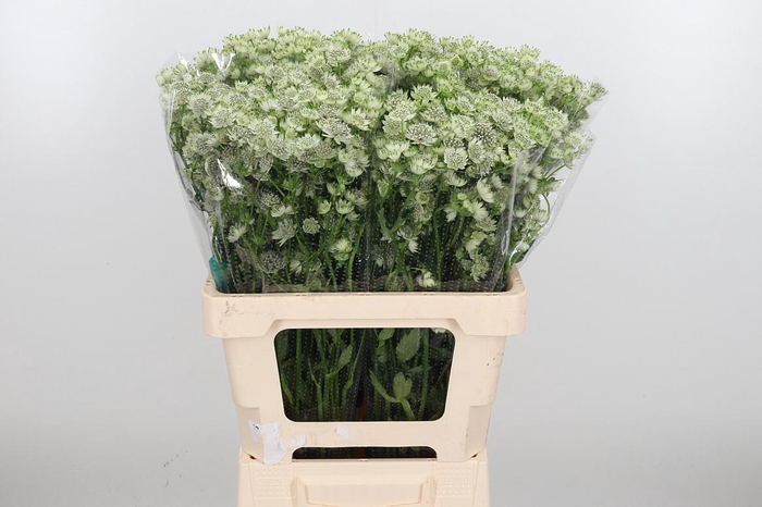 <h4>Astrantia Wit Billion Stars</h4>
