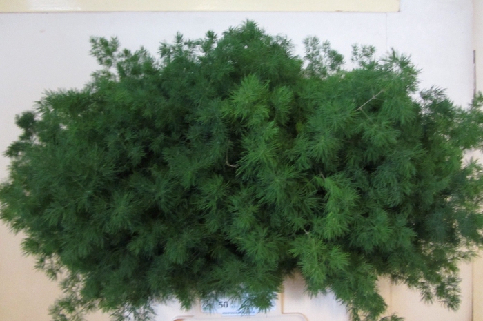 <h4>ASP UMBELLATUS</h4>