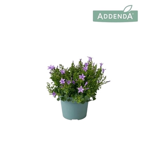 Campanula portenschlagiana 'Ambella Blue'