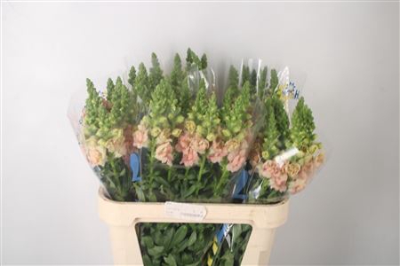 <h4>Antirrhinum Nl. Snapstar Double Apricot</h4>
