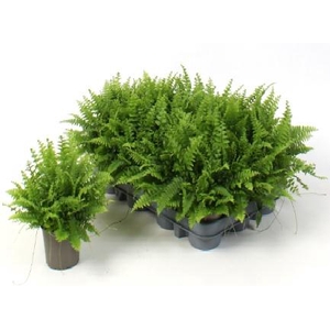 NEPHR EX GRE DELIGHT