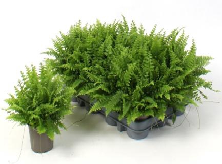 <h4>NEPHR EX GRE DELIGHT</h4>