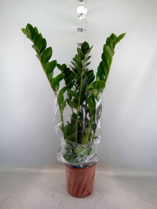 <h4>Zamioculcas zamiifolia</h4>