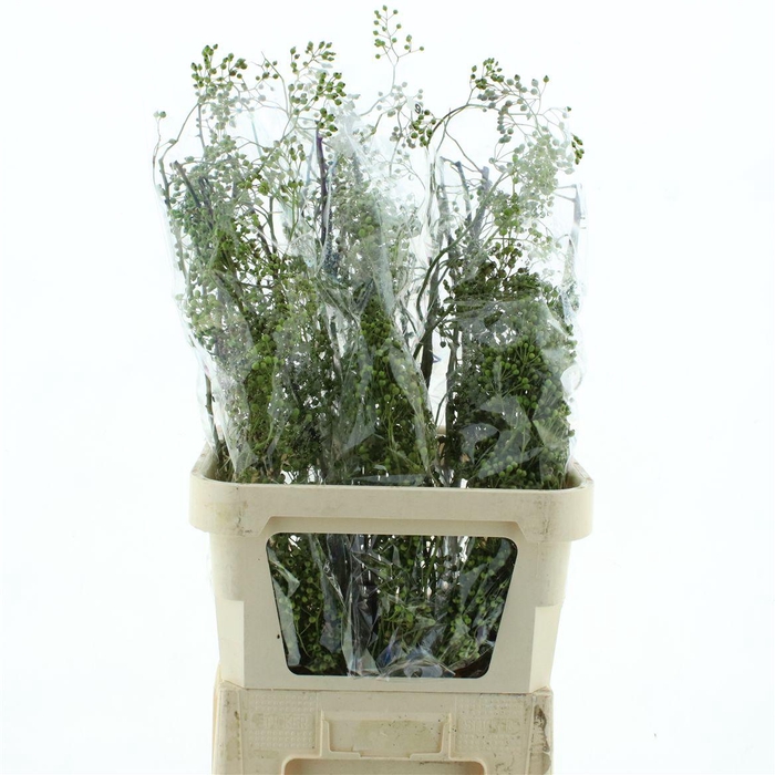 <h4>Rosa Corallo Green</h4>