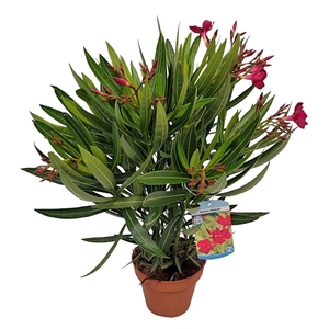 Nerium oleander   ...