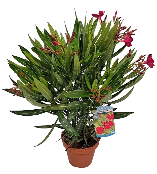 <h4>Nerium oleander   ...</h4>