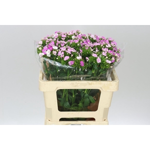 Di Barb Amazon Rose