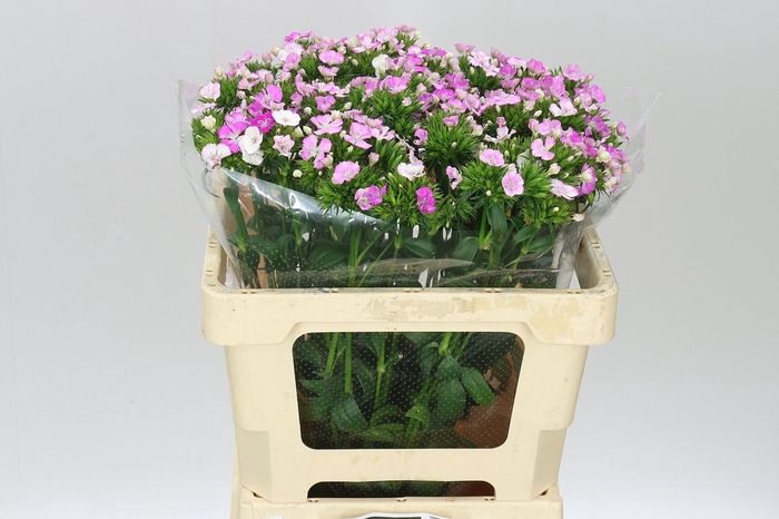 <h4>Di Barb Amazon Rose</h4>