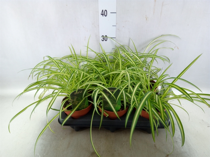 <h4>Chlorophytum  'Atlantic'</h4>