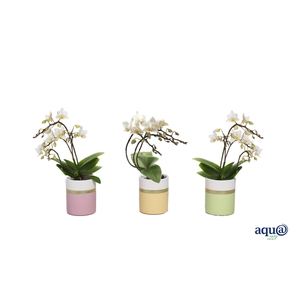 Dolomite Horizon Pastel Tiny Dolls Wit 3T18+ Wild Aqu@