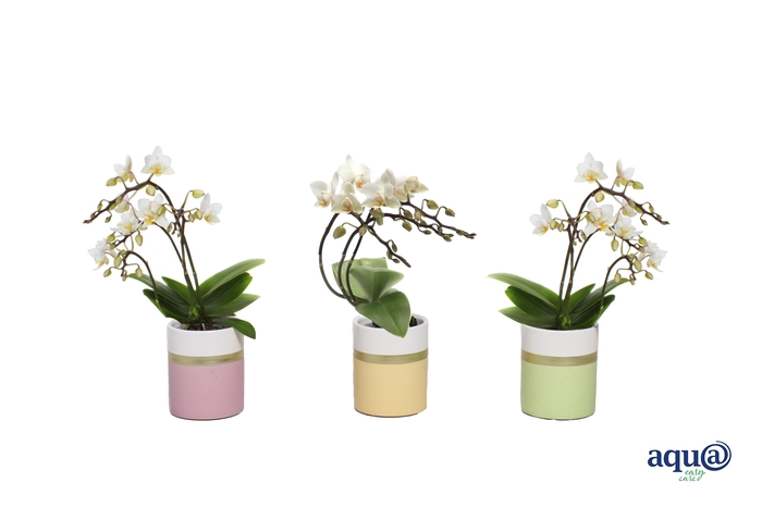 <h4>Dolomite Horizon Pastel Tiny Dolls Wit 3T18+ Wild Aqu@</h4>