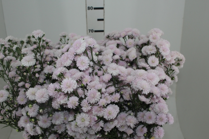 <h4>ASTER DOBRADO ROSA 070 CM</h4>