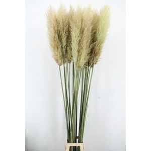 CORTA SE EVITA FRESH 200CM