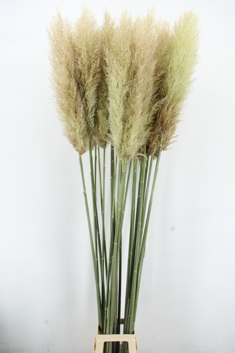 <h4>CORTA SE EVITA FRESH 200CM</h4>