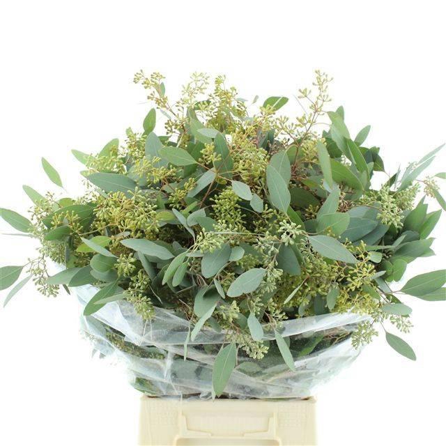 <h4>EUC POLYAN FRUI P BS</h4>