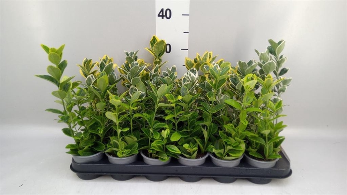 <h4>Euonymus japon.   ...mix</h4>