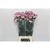 Dianthus St Damascus