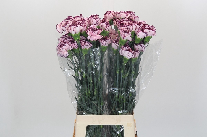 Dianthus St Damascus
