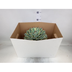 Agave   ...