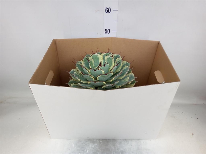 <h4>Agave ...</h4>