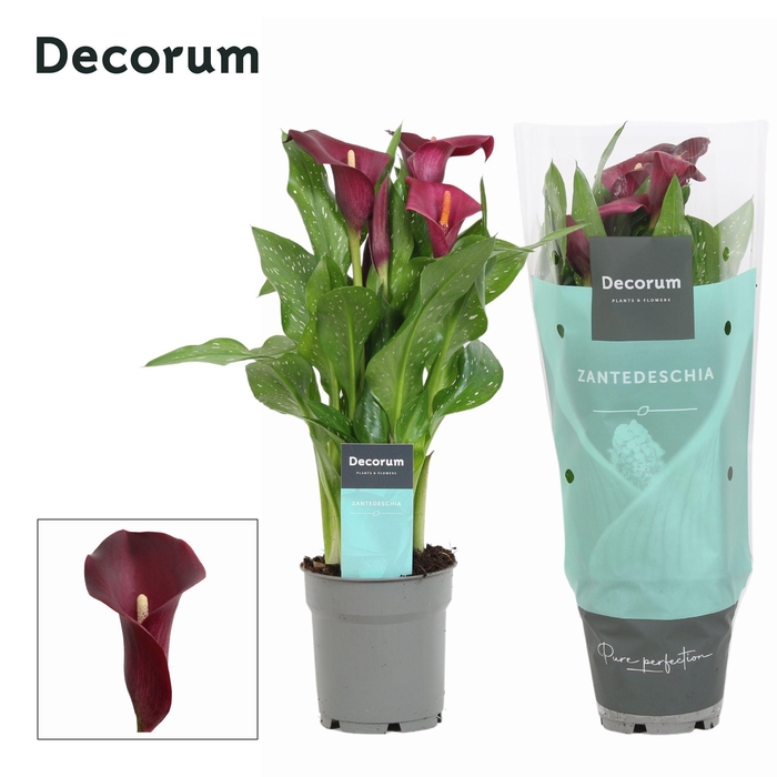 <h4>Zantedeschia (Calla) Bordeaux Rood (Decorum)</h4>