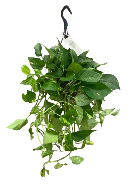 <h4>Epipremnum pinnatum hang</h4>