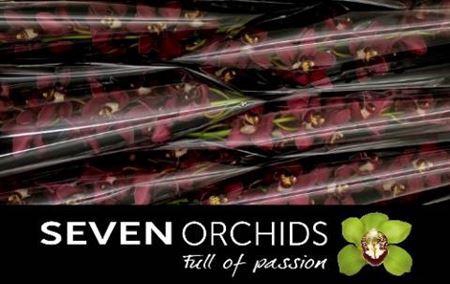 <h4>Cymb T Risto</h4>