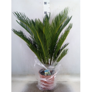 Cycas revoluta