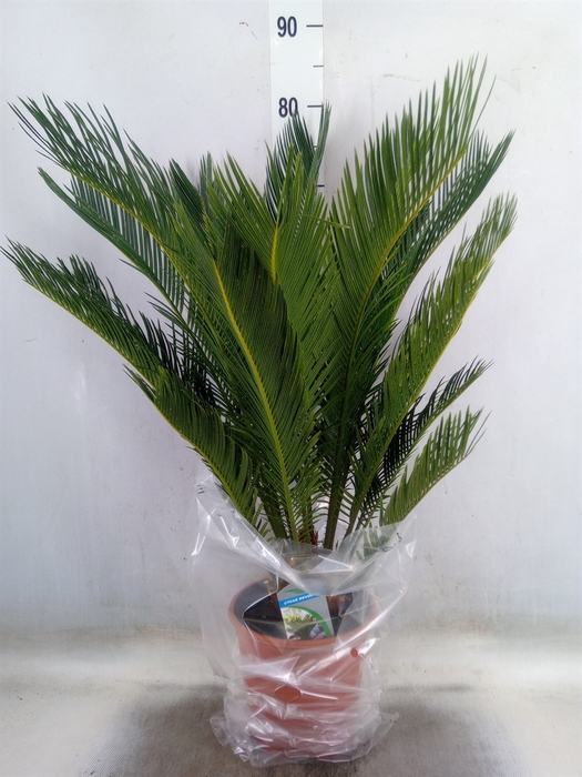 <h4>Cycas revoluta</h4>