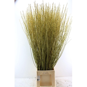 Cornus S Flaviramea Vertakt