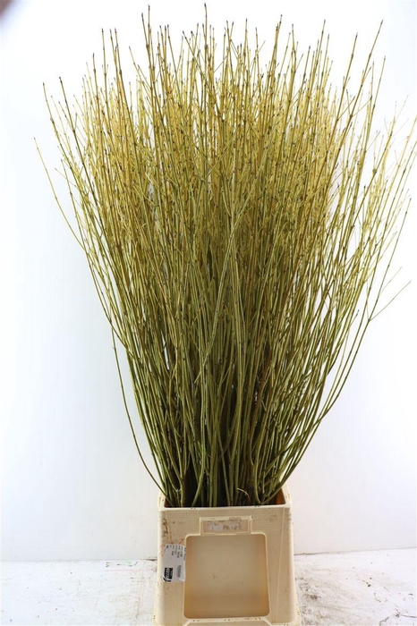 <h4>Cornus S Flaviramea Vertakt</h4>