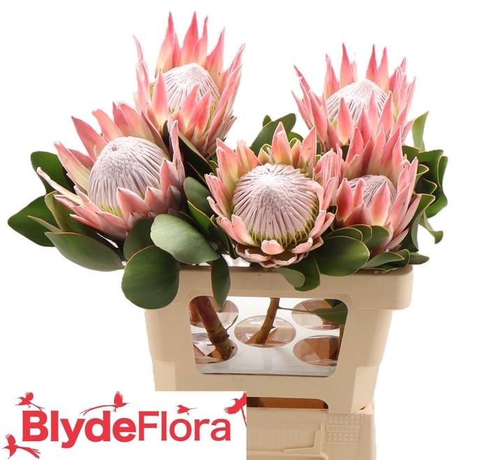 <h4>PROTEA CYNAROIDES</h4>