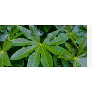 FATSIA JAPONICA BLAD