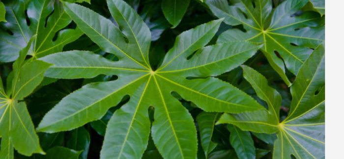 FATSIA JAPONICA BLAD