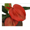 ANTHURIUM SCHERZERIANUM CHRISTINE P15