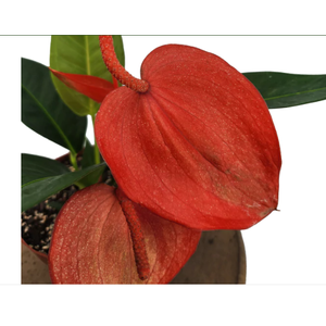ANTHURIUM SCHERZERIANUM CHRISTINE P15
