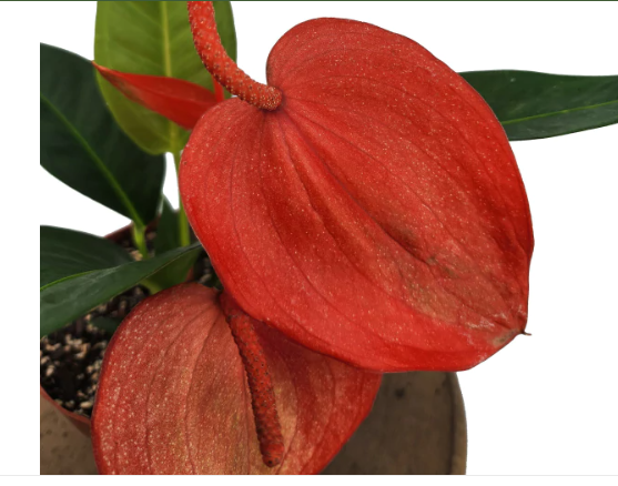 <h4>ANTHURIUM SCHERZERIANUM CHRISTINE P15</h4>