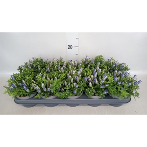 Gentiana  'Luis Blue'