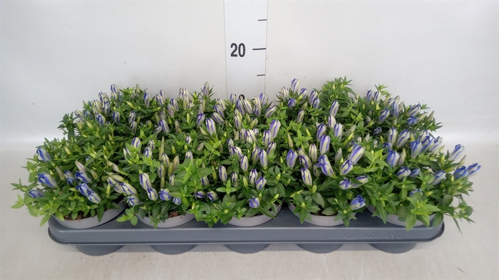 <h4>Gentiana  'Luis Blue'</h4>